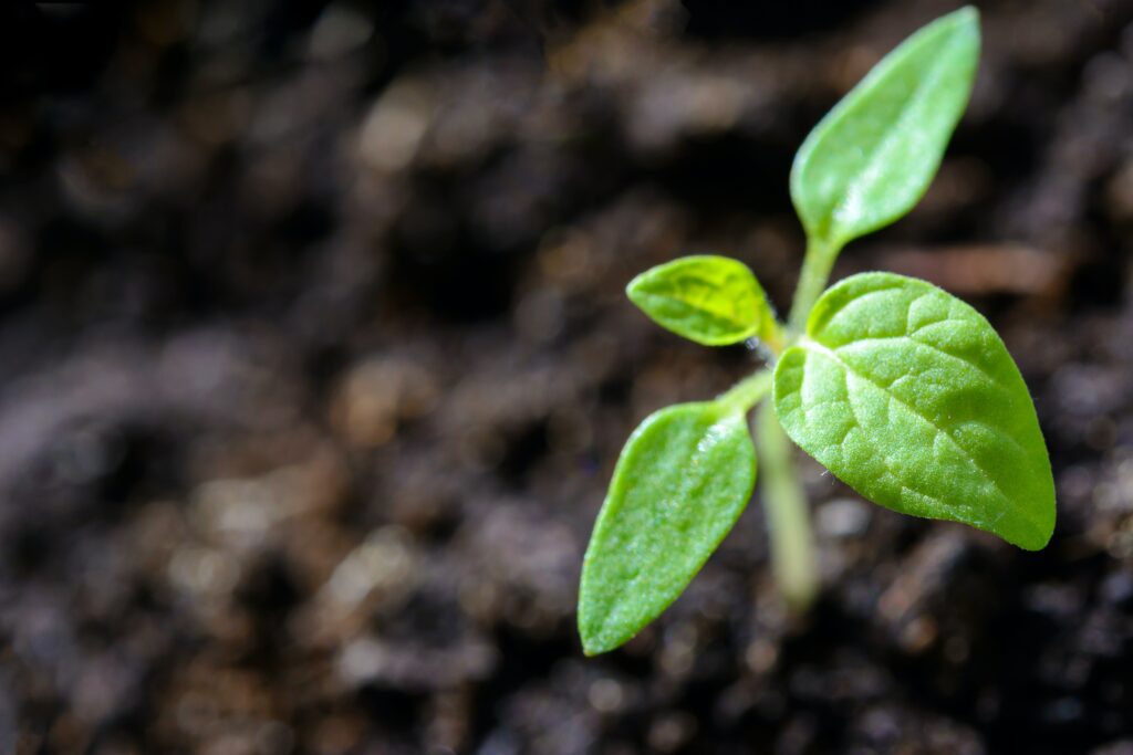 healthy soil for plant life